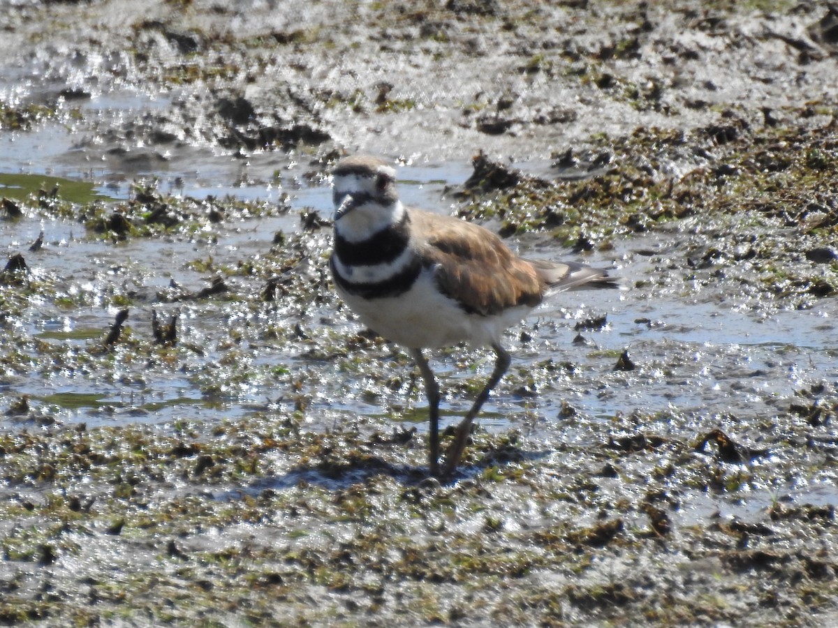 Killdeer - ML620921555