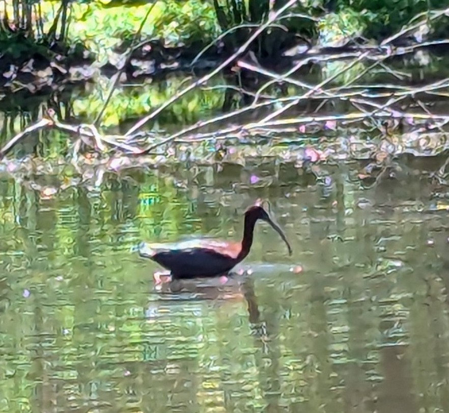 Glossy Ibis - ML620921556