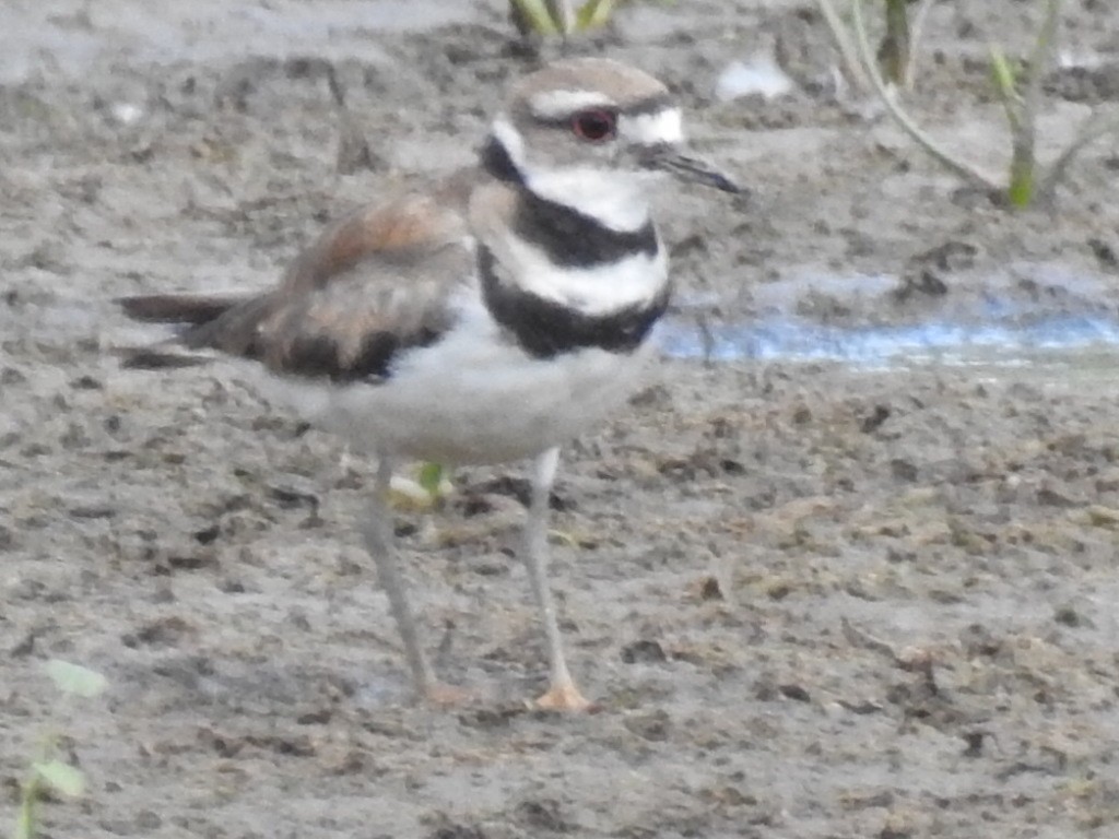 Killdeer - ML620921562