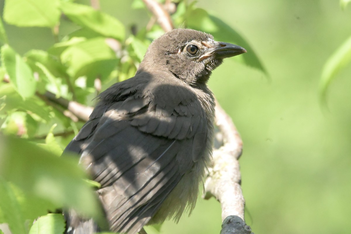 Common Grackle - ML620921590