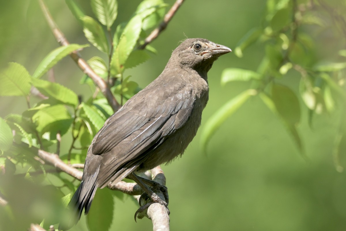 Common Grackle - ML620921592