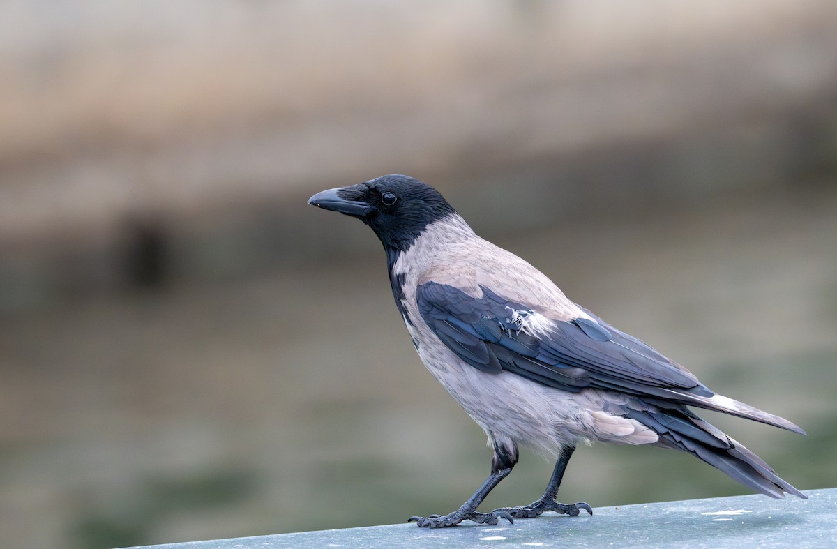 Hooded Crow (Hooded) - ML620921599