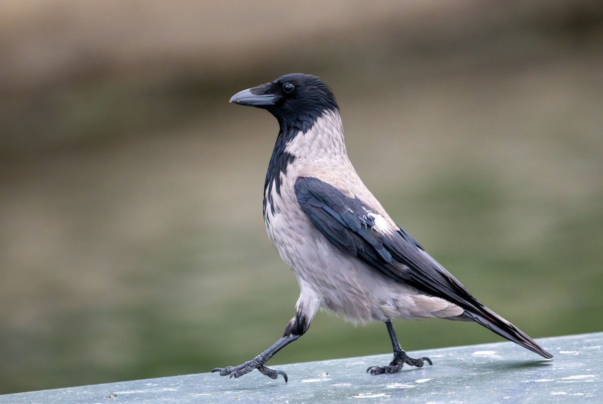 Hooded Crow (Hooded) - Herb Elliott