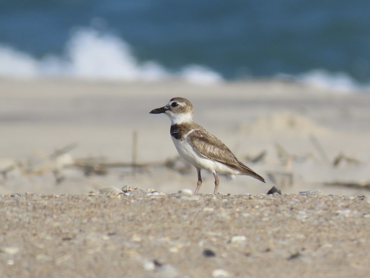 Wilson's Plover - ML620921624