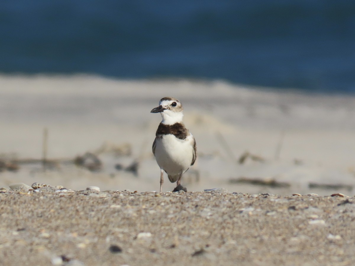 Wilson's Plover - ML620921627