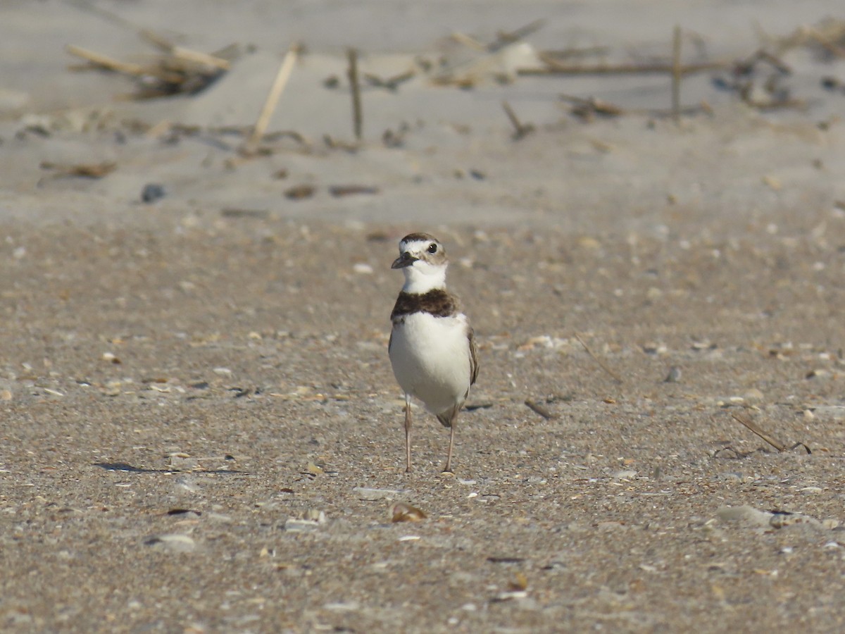 Wilson's Plover - ML620921628