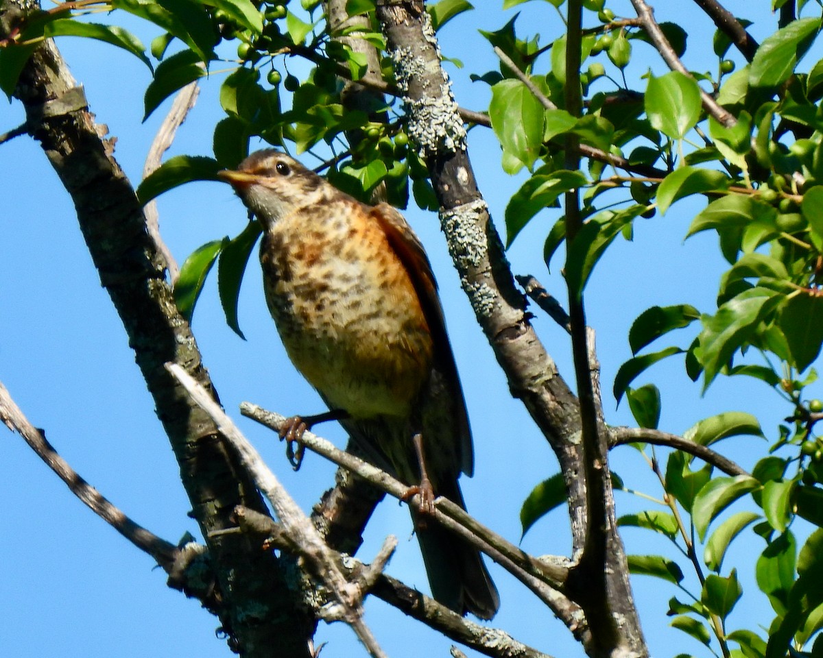 American Robin - Lynne Harding