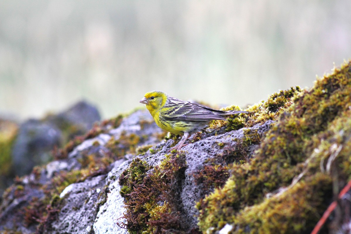 Island Canary - ML620921642