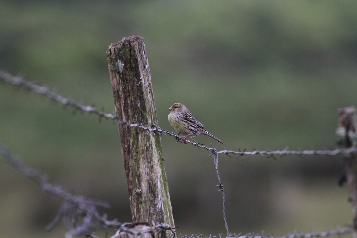 Island Canary - ML620921643