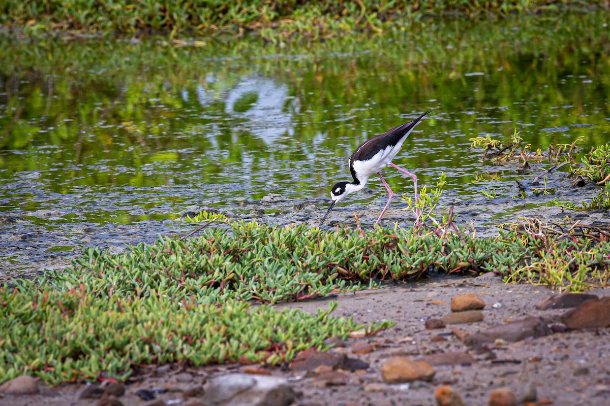 Black-necked Stilt - ML620921663