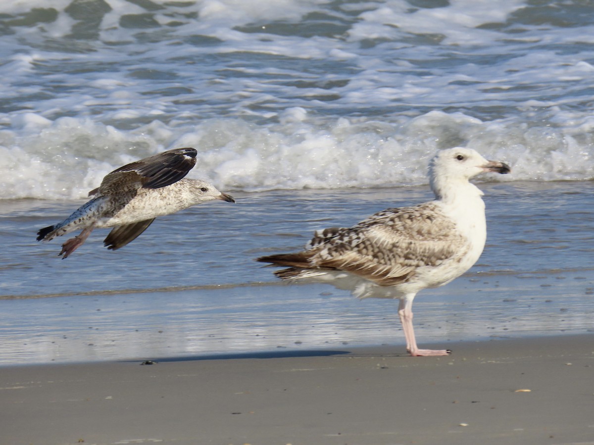 Great Black-backed Gull - ML620921667