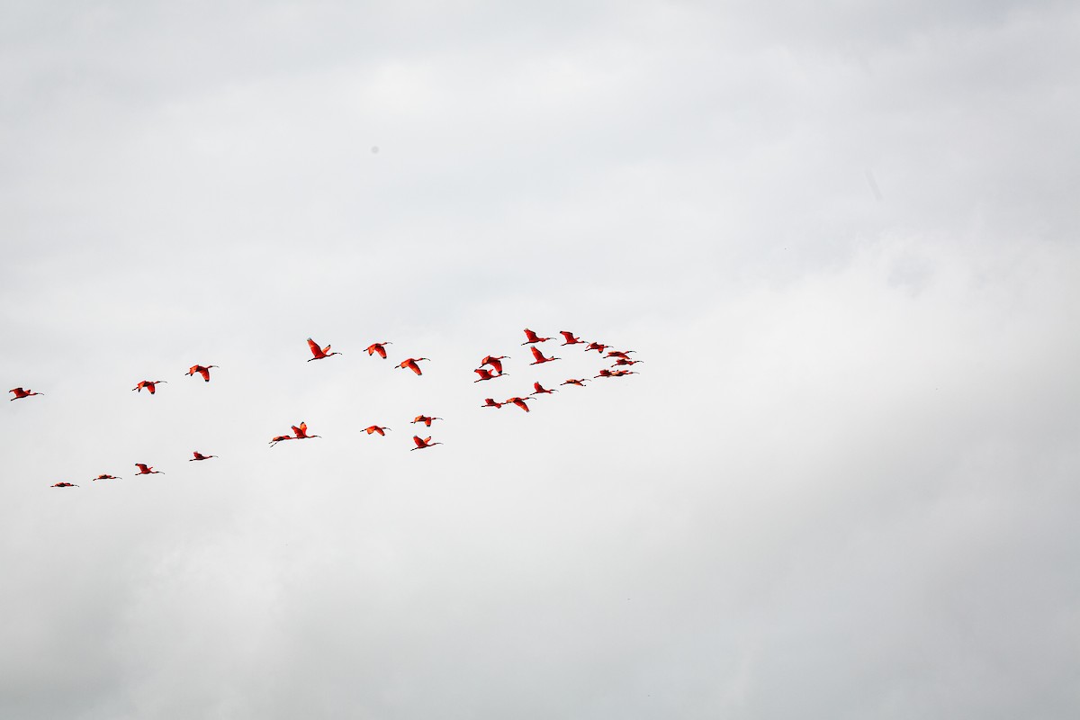 Scarlet Ibis - ML620921674