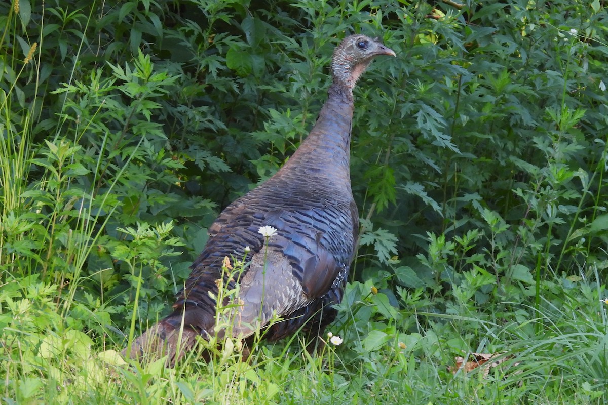 Wild Turkey - ML620921678