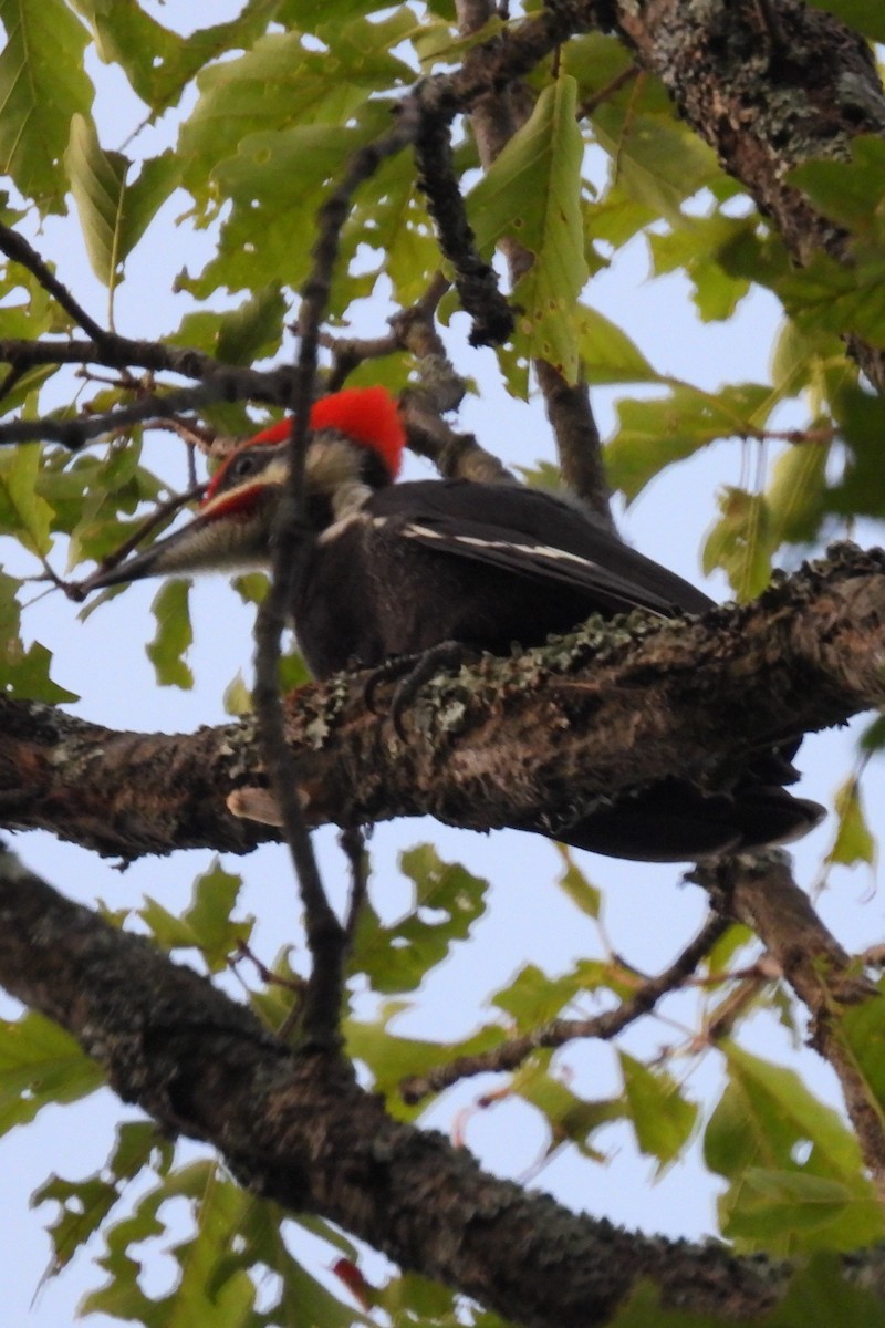 Pileated Woodpecker - ML620921679