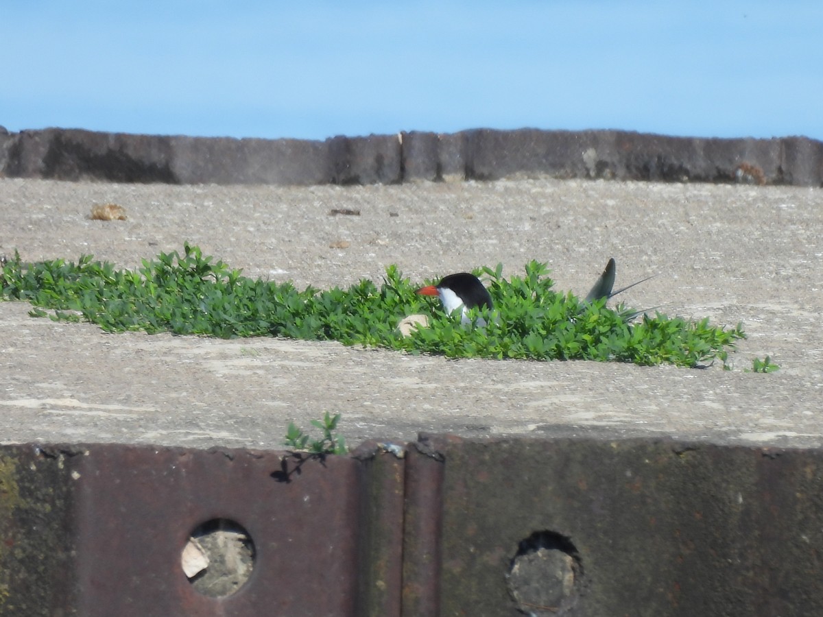 Common Tern - ML620921682