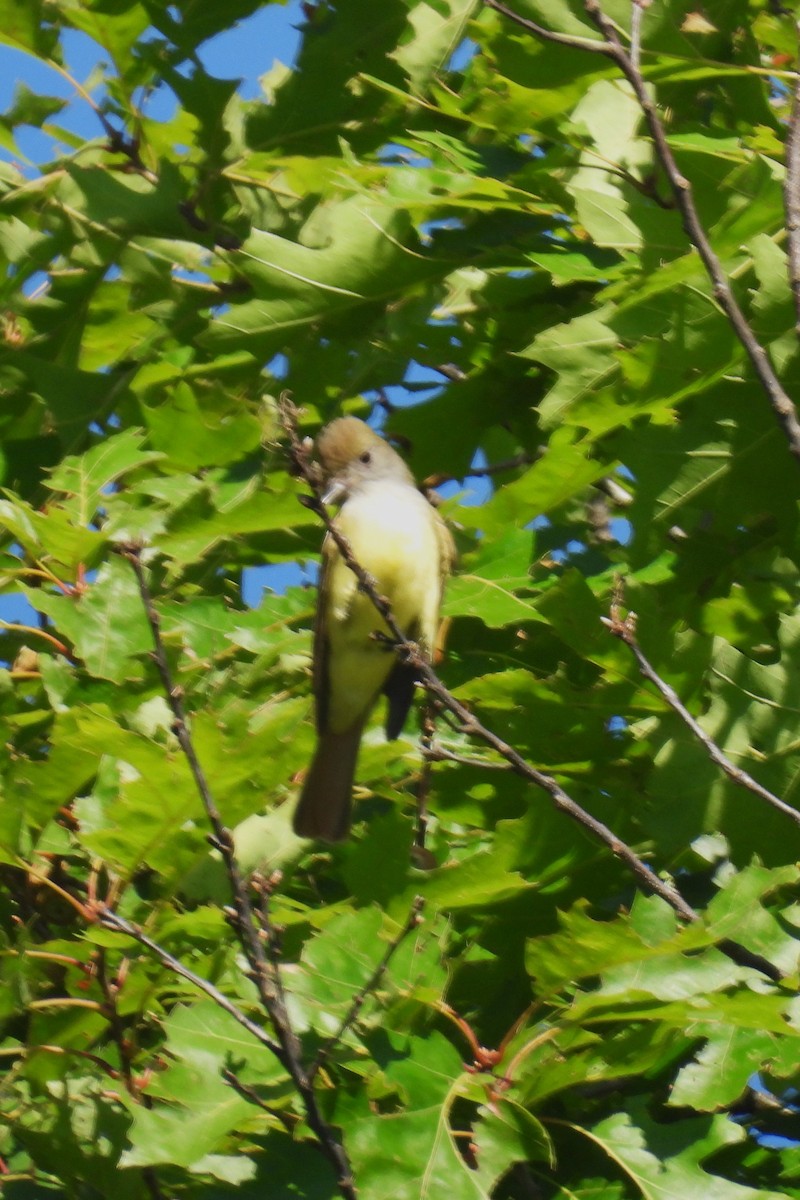 Great Crested Flycatcher - ML620921686