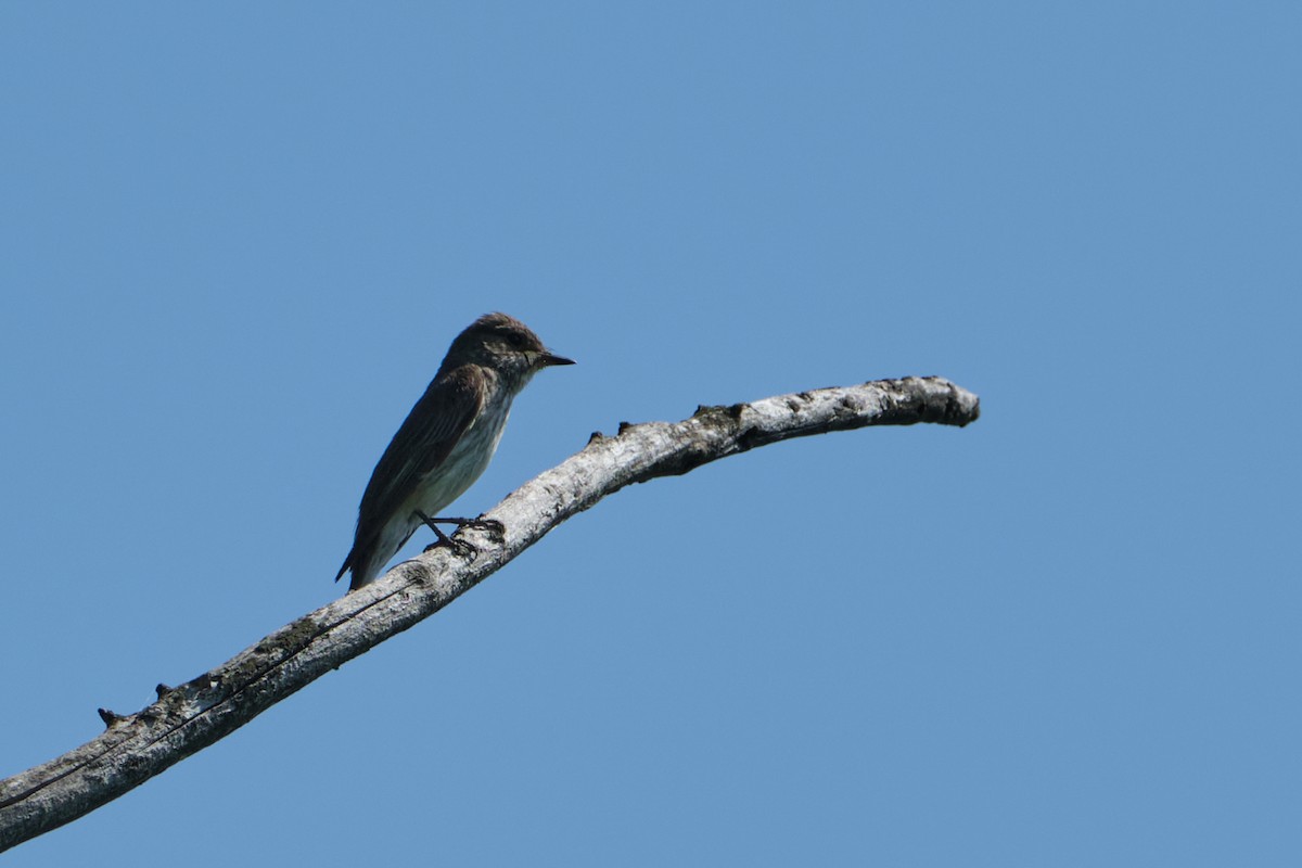 Spotted Flycatcher - ML620921689