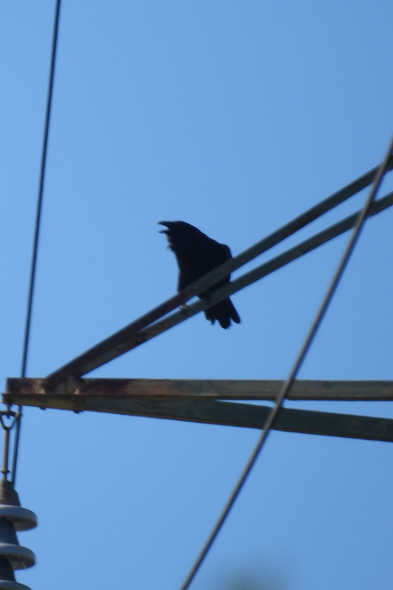 Common Raven - ML620921692