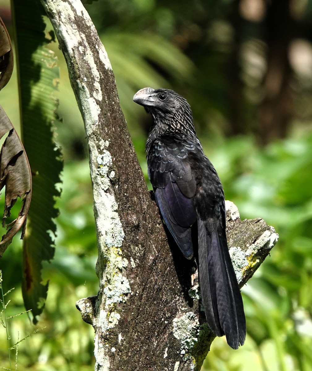 Smooth-billed Ani - ML620921696