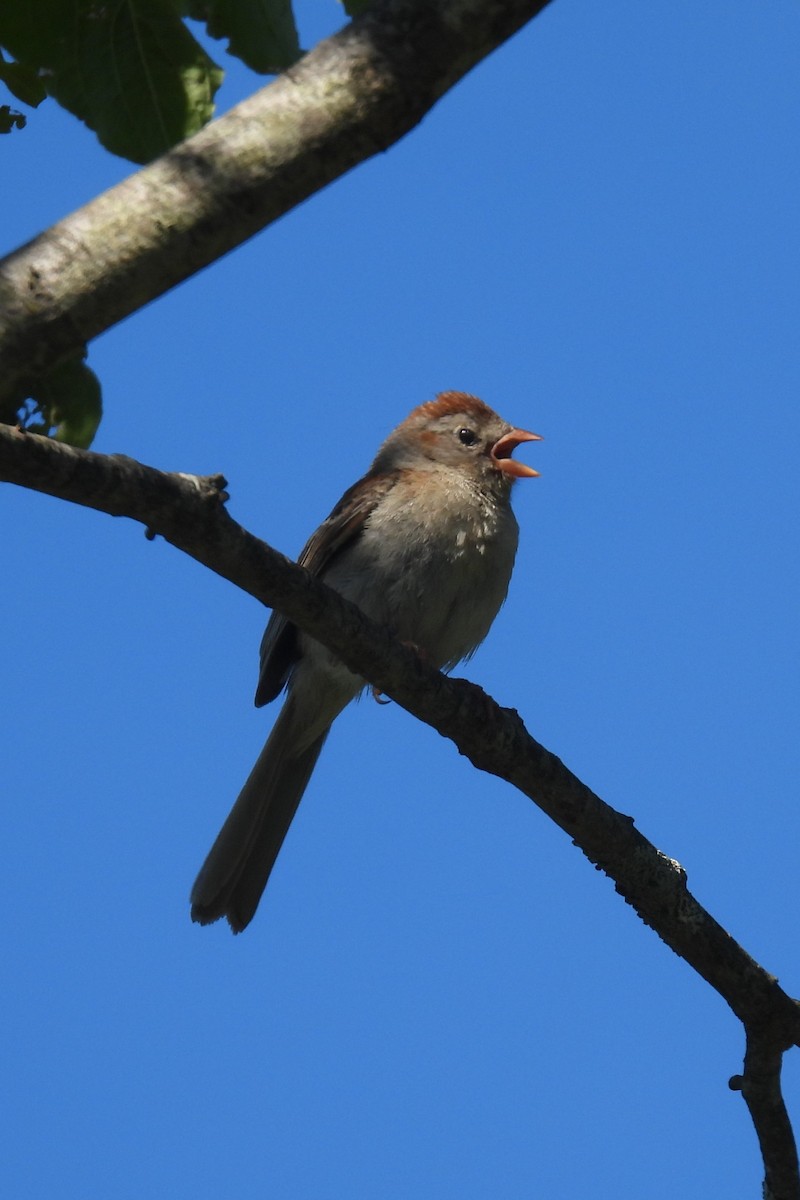 Field Sparrow - ML620921700