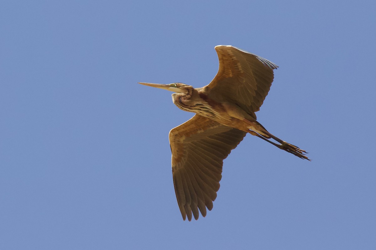 Purple Heron - ML620921704