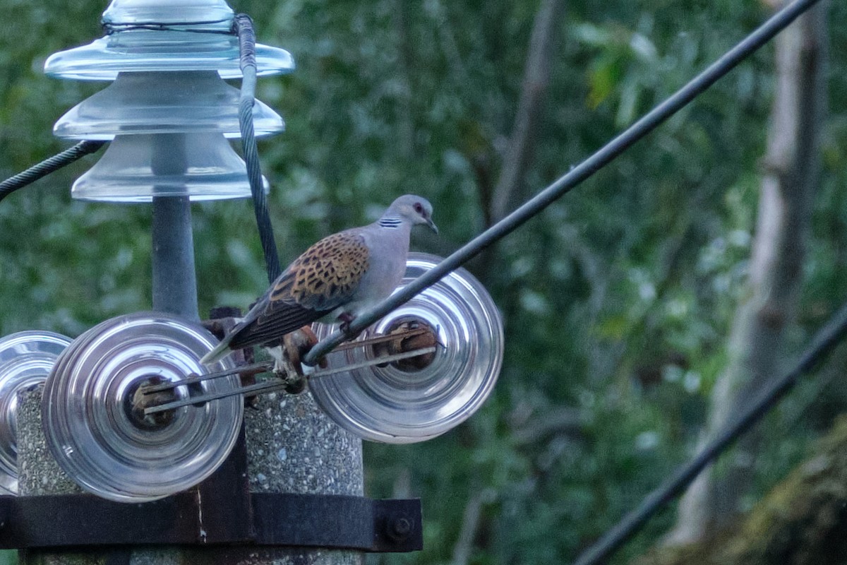 European Turtle-Dove - ML620921705