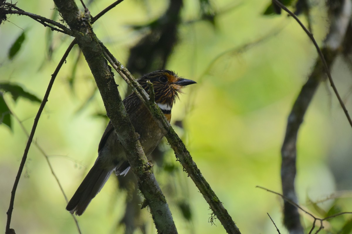 Crescent-chested Puffbird - ML620921746