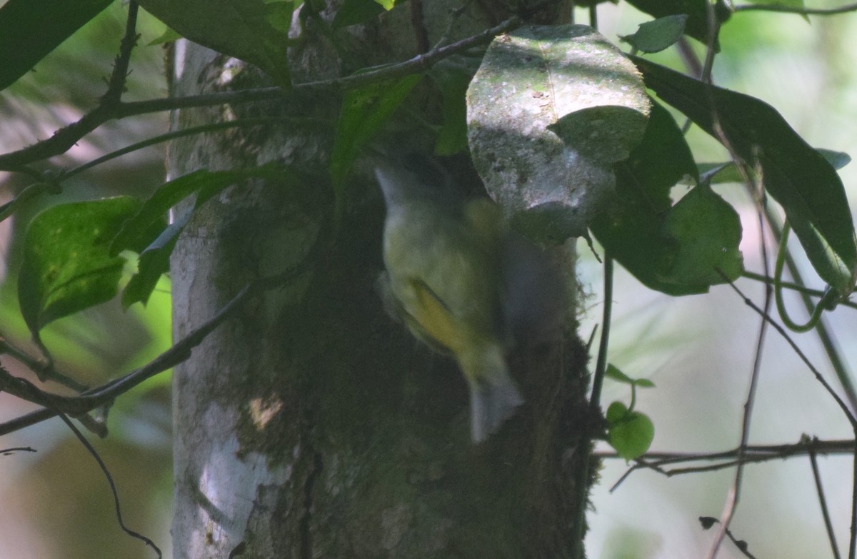 Plain Antvireo - ML620921755