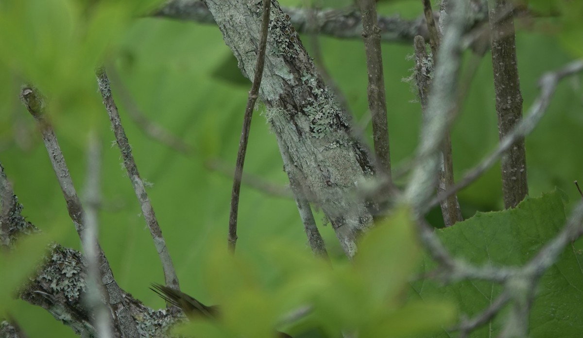 Sakhalin Grasshopper Warbler - ML620921763