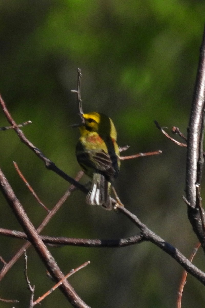 Prairie Warbler - ML620921764