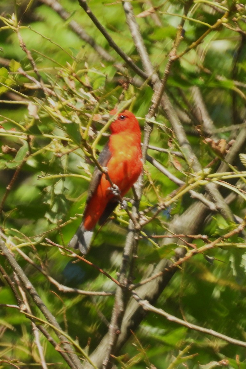 Scarlet Tanager - ML620921773