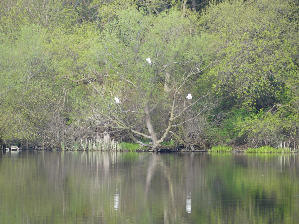 Black-crowned Night Heron - ML620921778