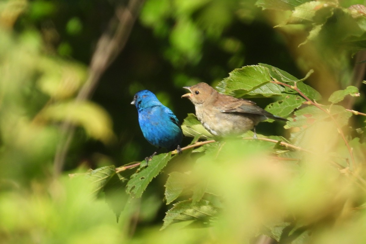 Indigo Bunting - ML620921786