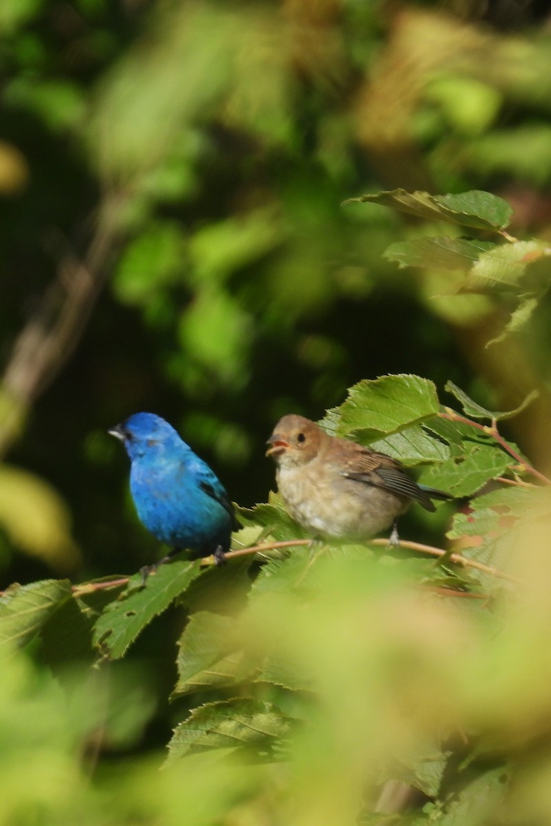 Indigo Bunting - ML620921787