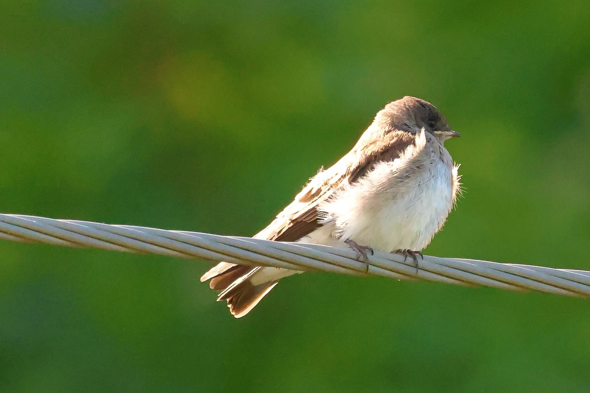Northern Rough-winged Swallow - ML620921789