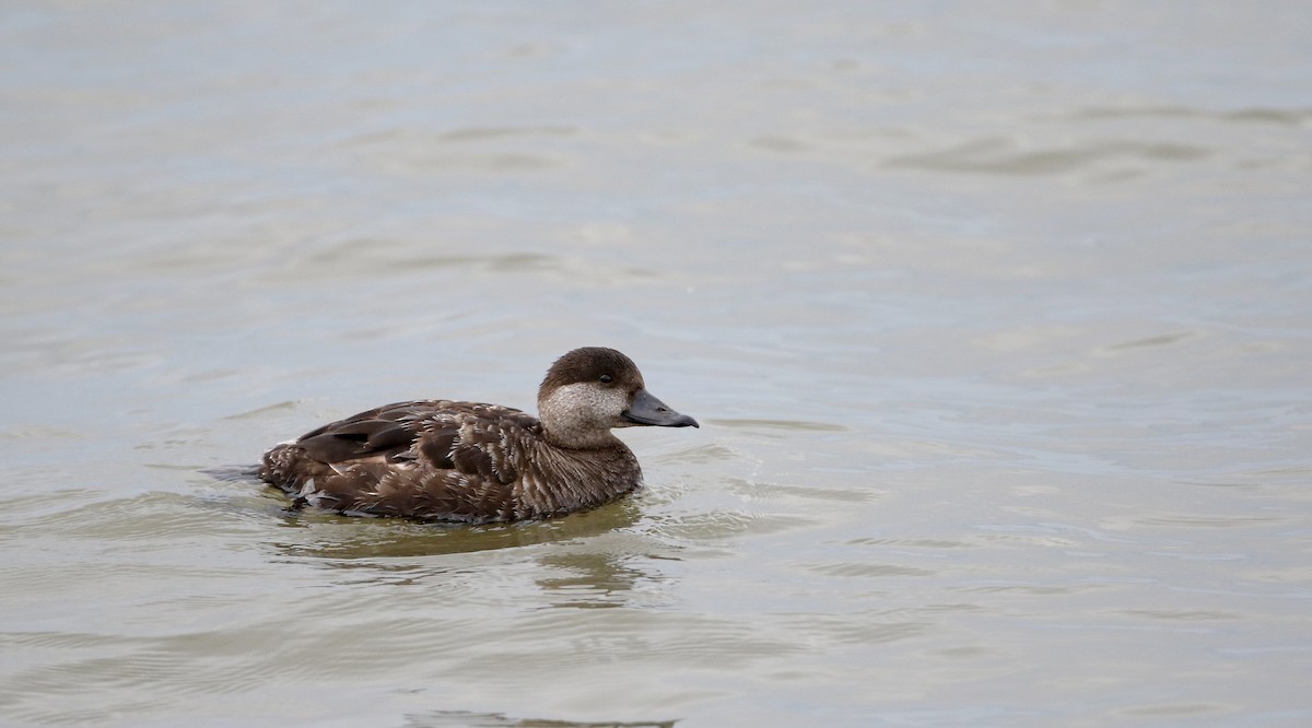 Black Scoter - ML62092181