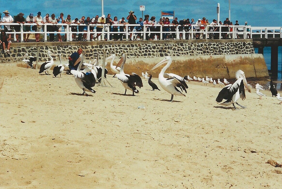 pelikán australský - ML620921812