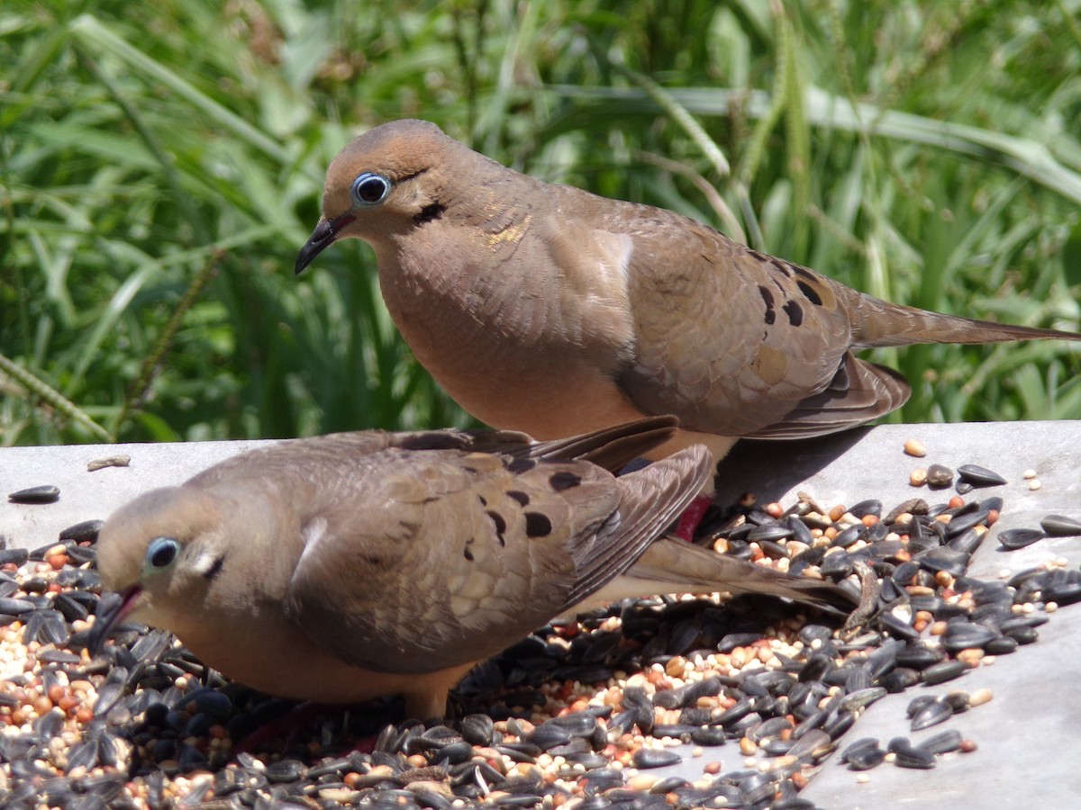 Mourning Dove - ML620921819