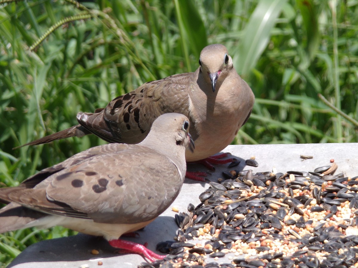 Mourning Dove - ML620921820