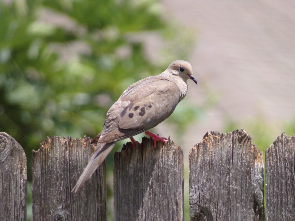 Mourning Dove - ML620921821