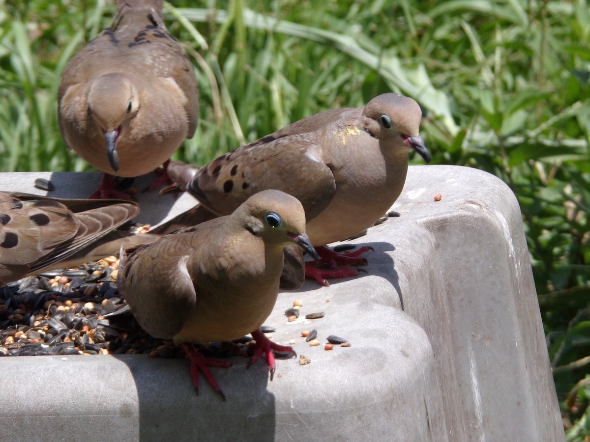 Mourning Dove - ML620921822