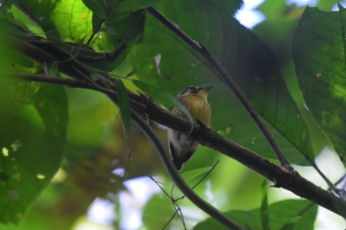 White-throated Spadebill - ML620921832