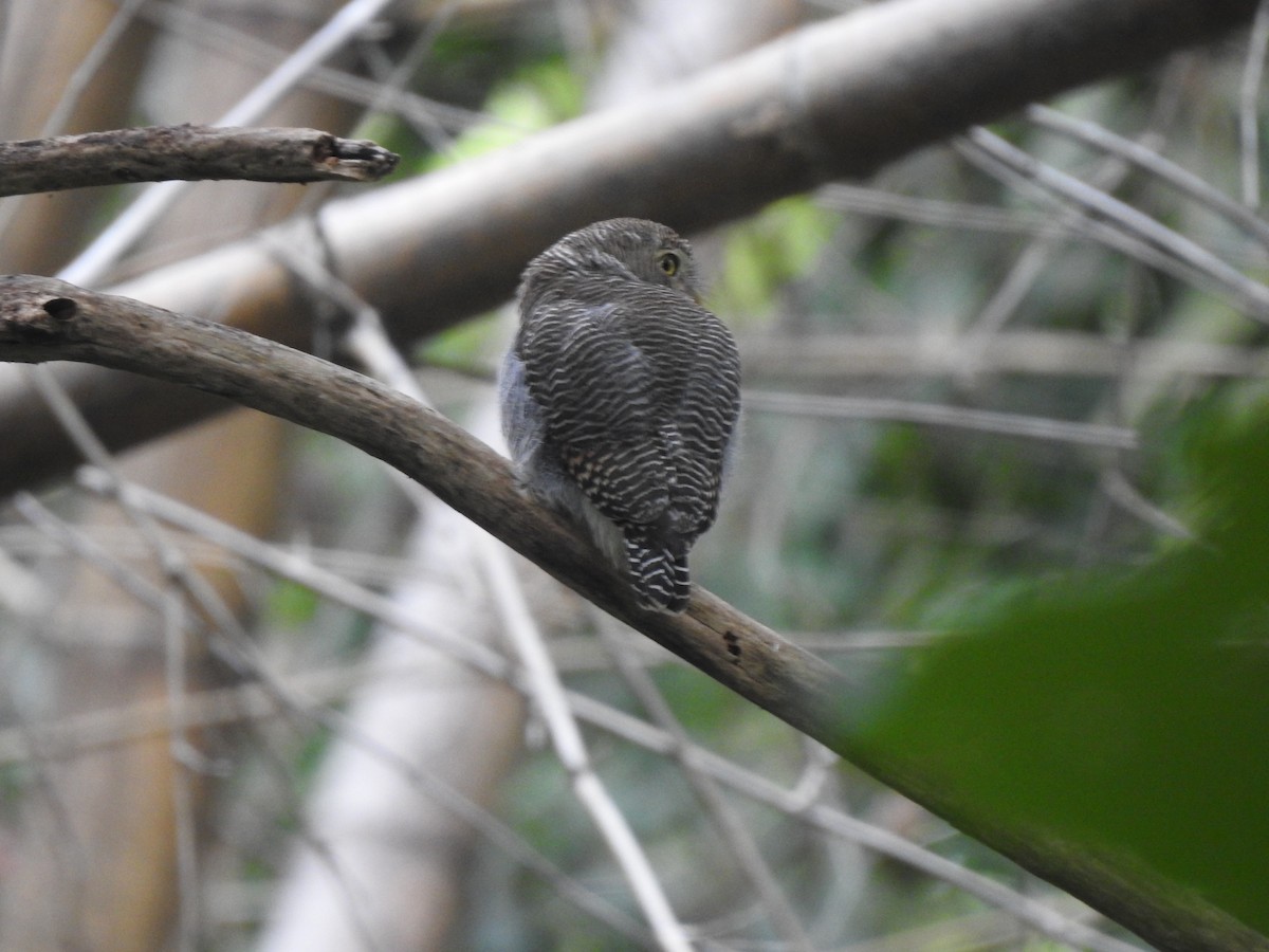 Jungle Owlet - ML620921845