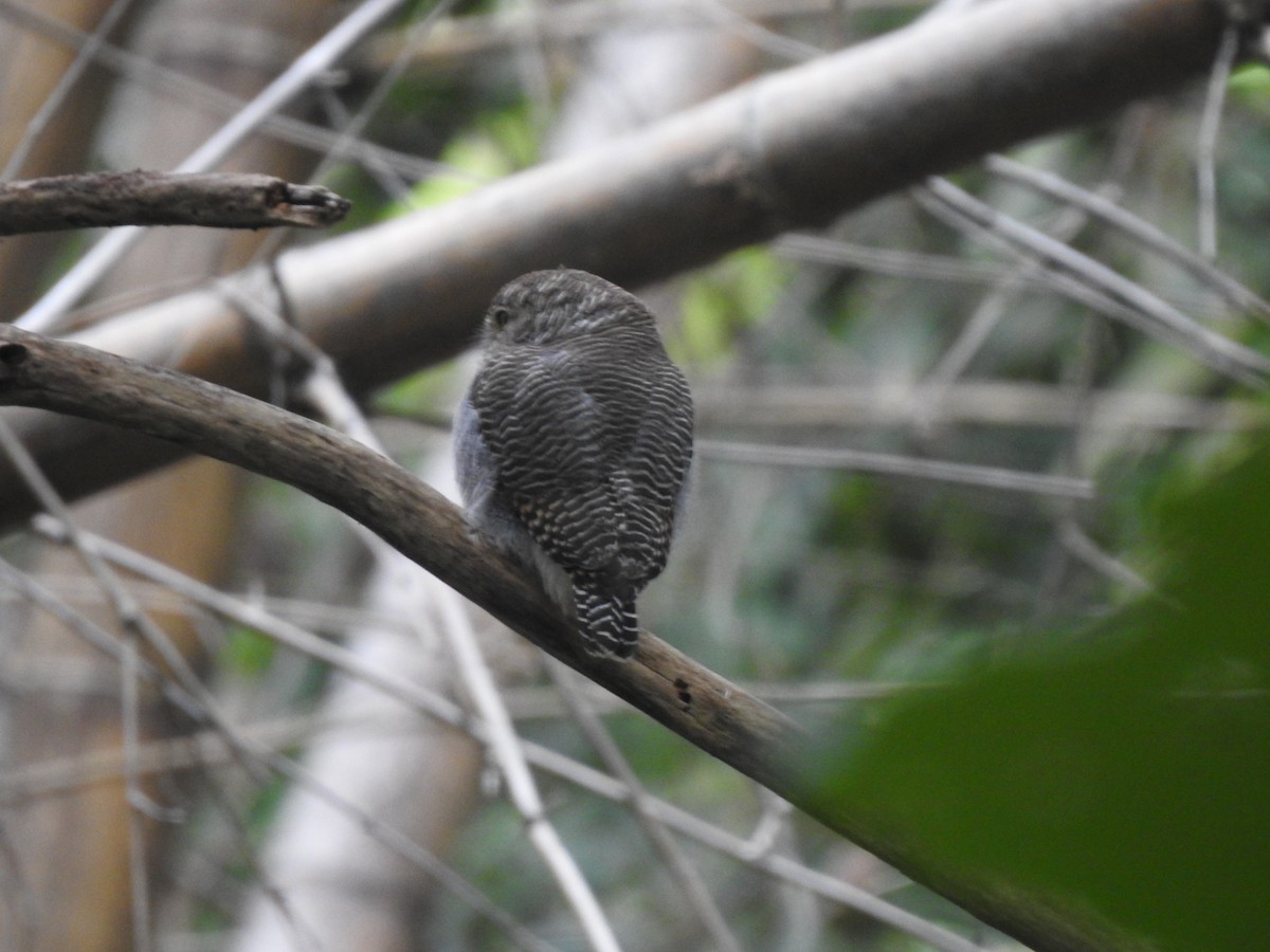 Jungle Owlet - Ganeshwar S V