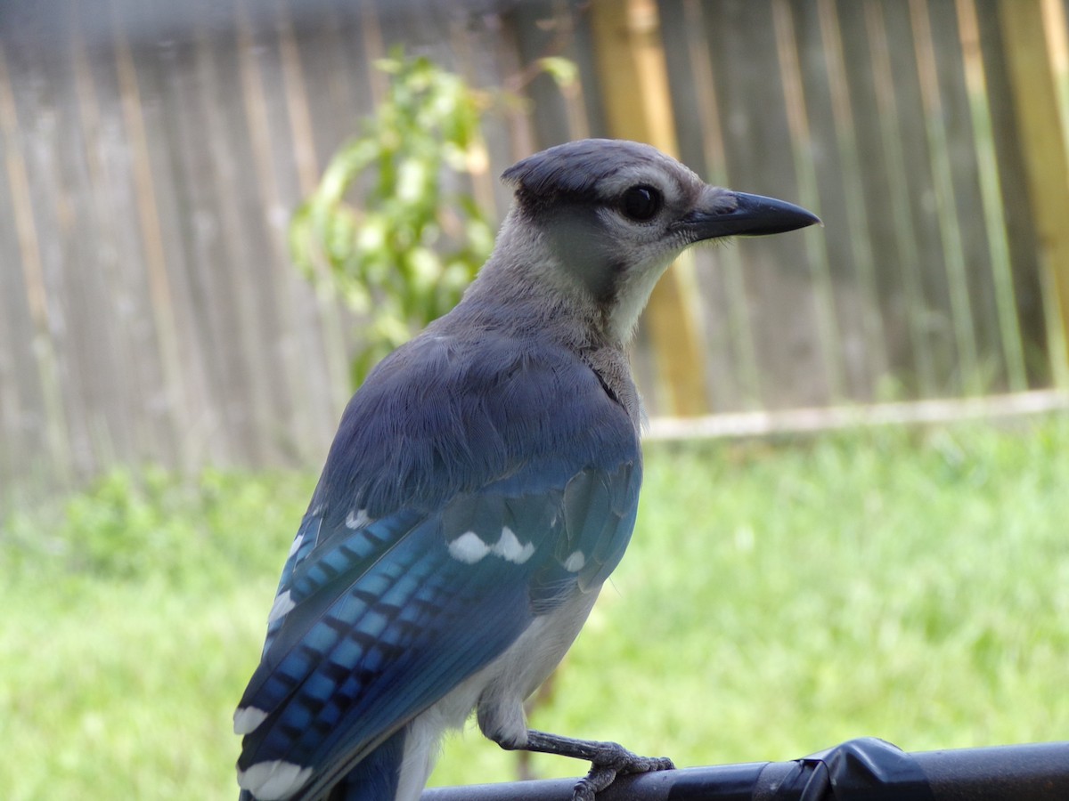 Blue Jay - ML620921849