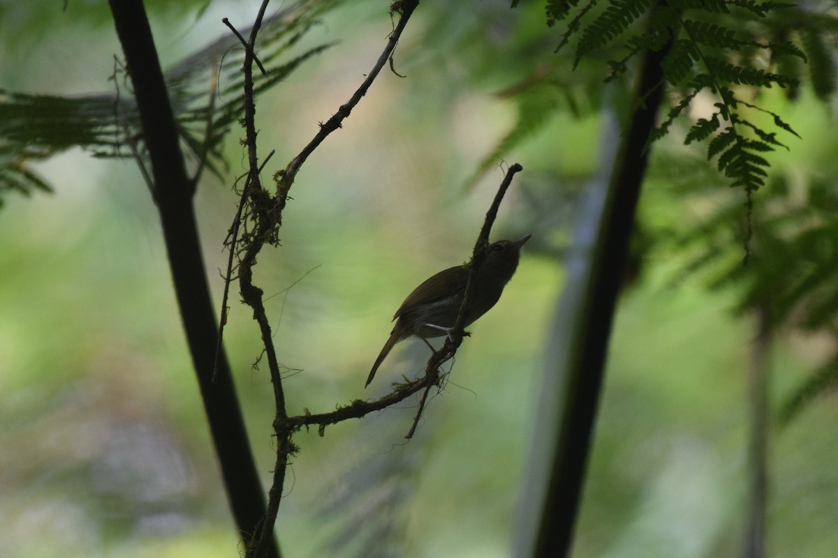 Drab-breasted Pygmy-Tyrant - Nick Kowalske