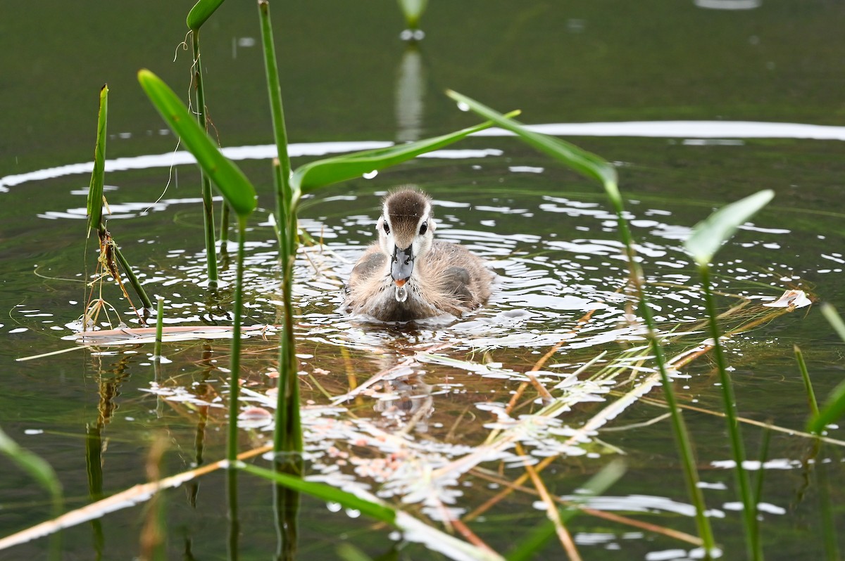 Wood Duck - ML620921867