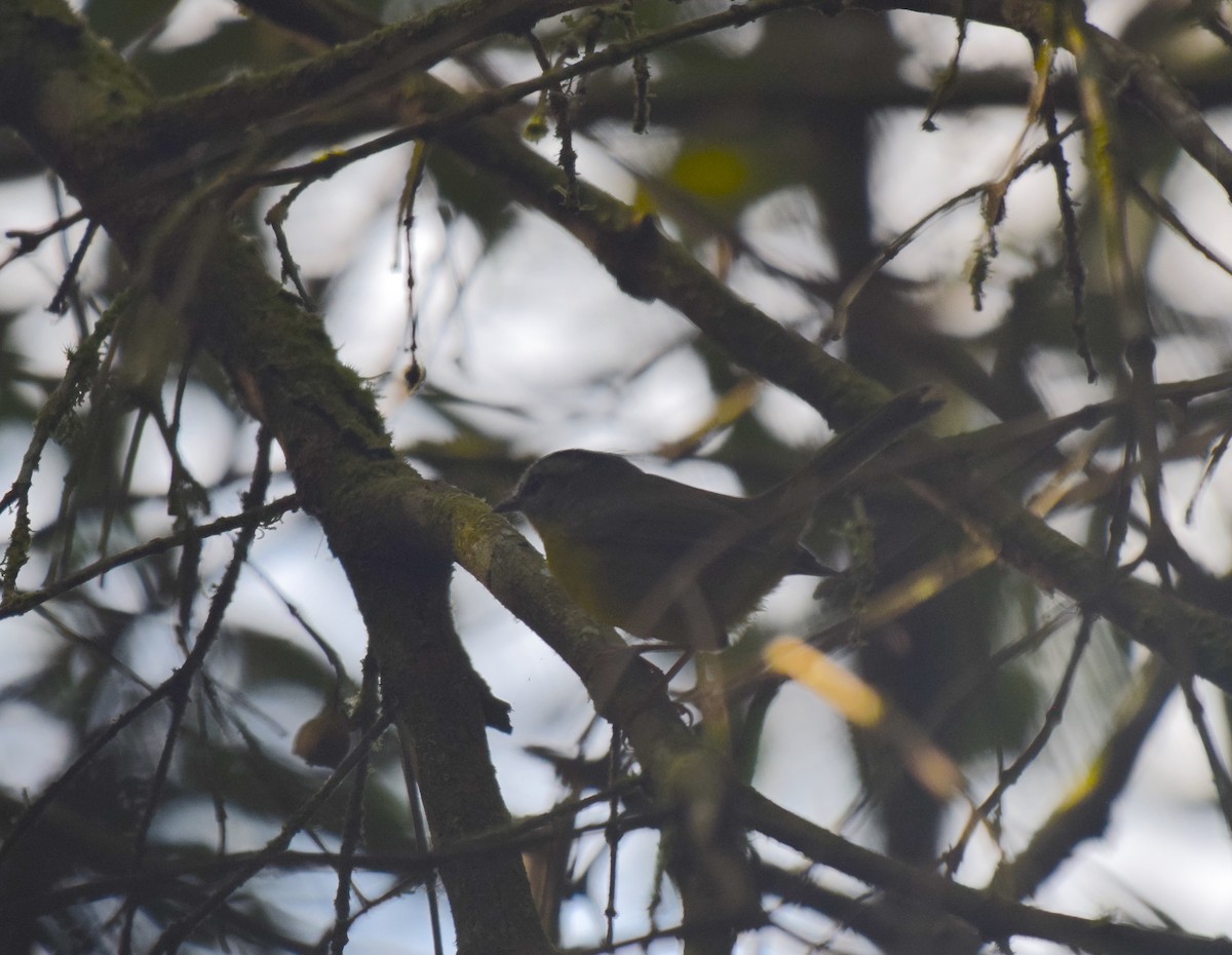 Golden-crowned Warbler - ML620921872