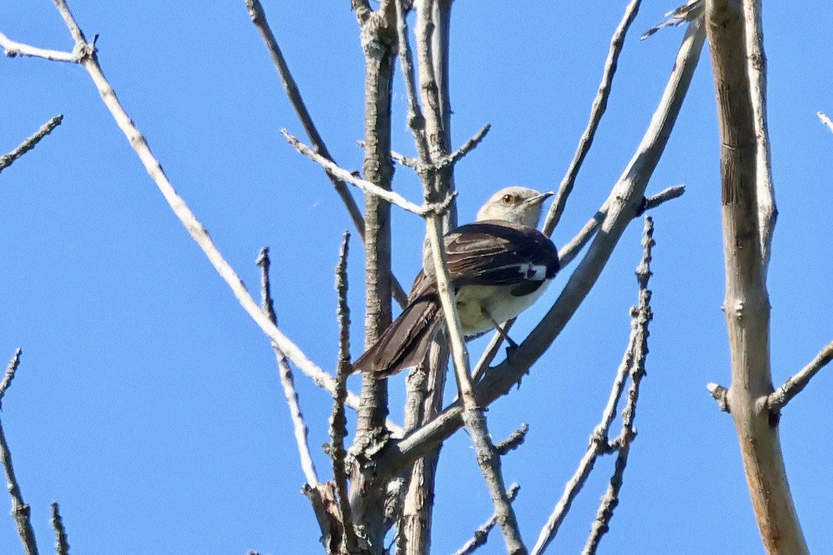 Northern Mockingbird - ML620921873