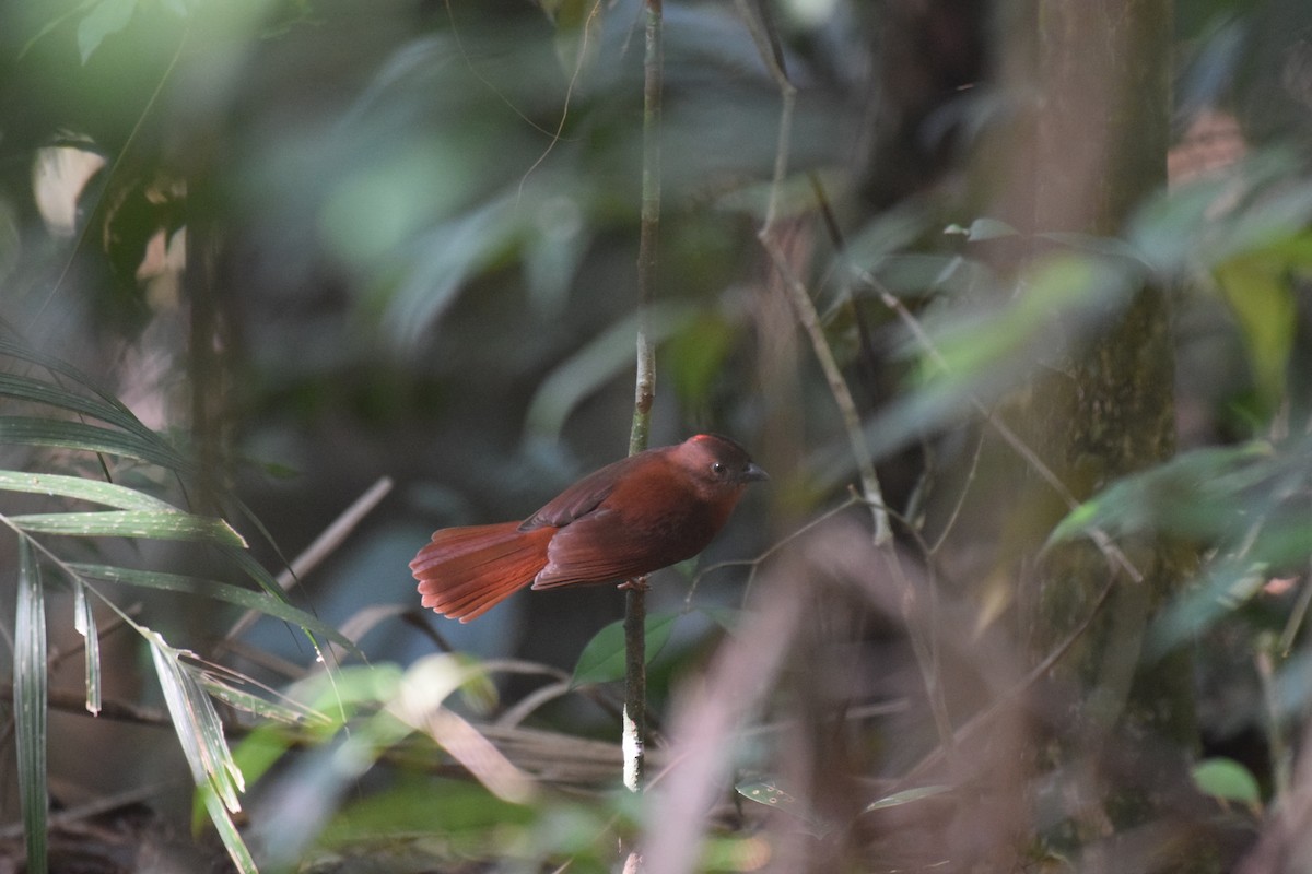 Red-crowned Ant-Tanager - ML620921876